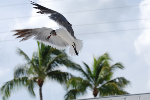 Gull