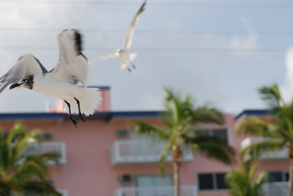 Gulls