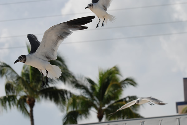 Gulls