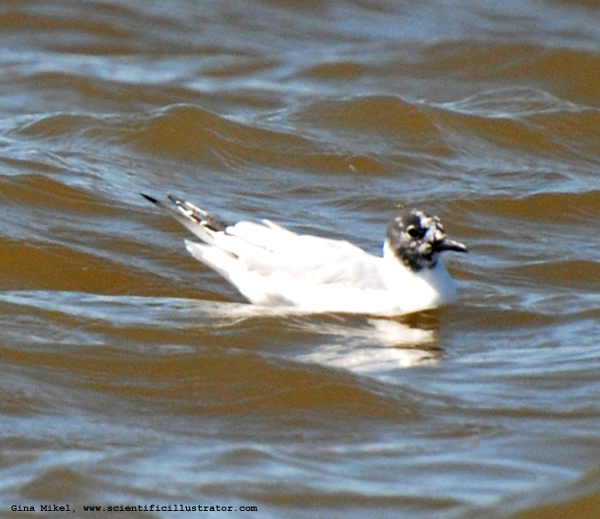 Gull