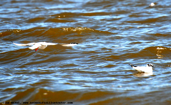 Gulls