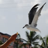 Gull