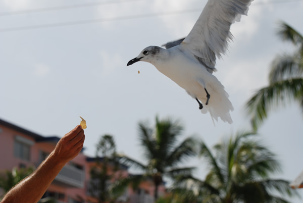 Gull
