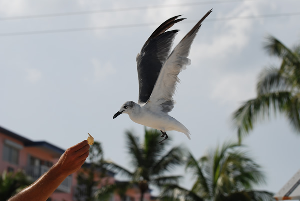 Gull