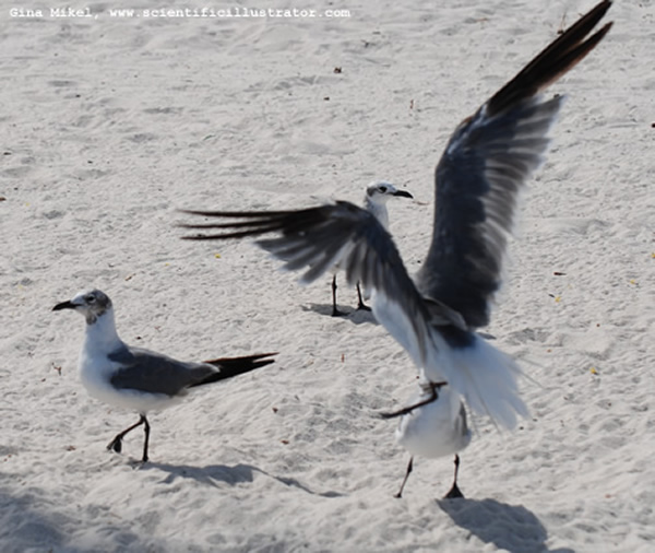 Gulls