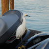 Snowy Egret