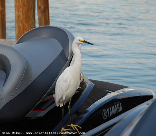 Snowy Egret