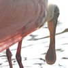 Roseate Spoonbill