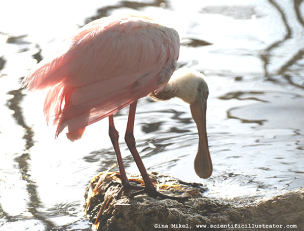 Roseate Spoonbill