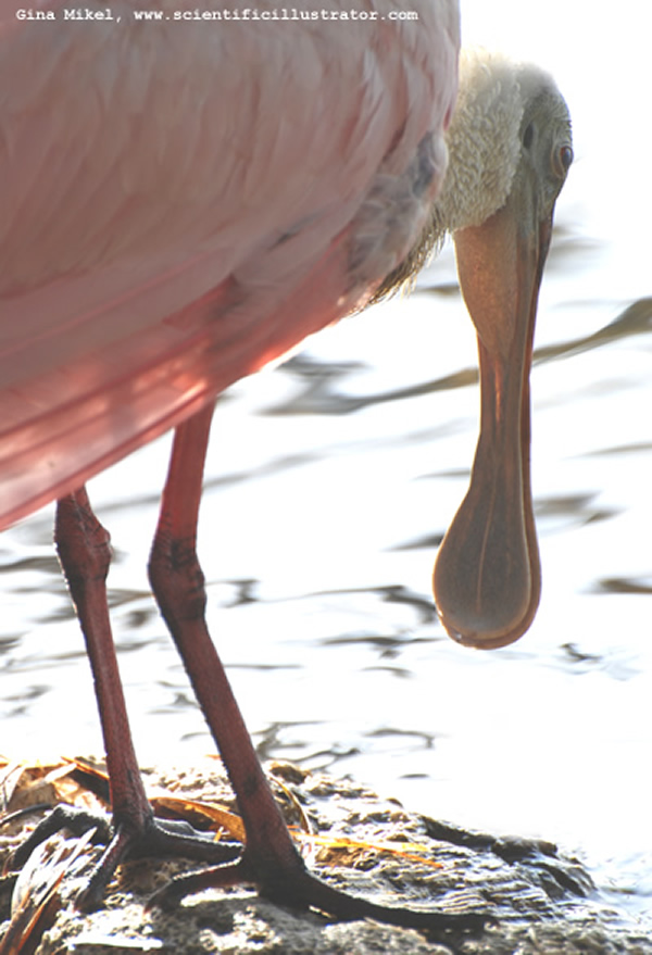 Roseate Spoonbill