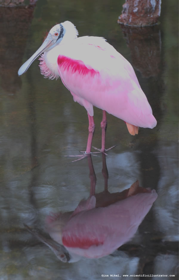 Roseate Spoonbill
