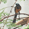 Superb Starling