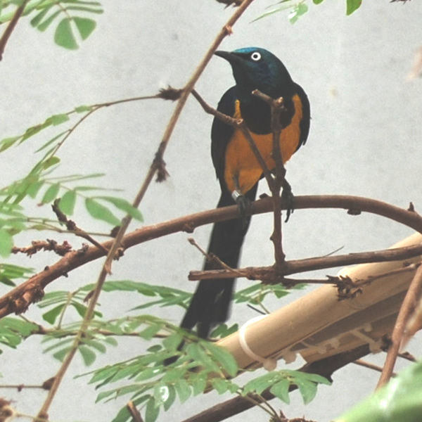 Superb Starling