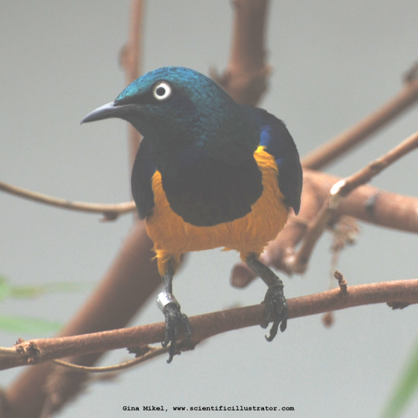 Superb Starling