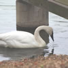 Trumpet Swan