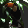 Toucan
