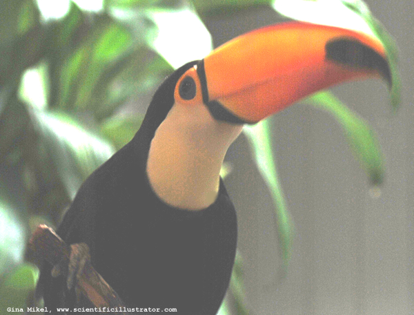 Toucan