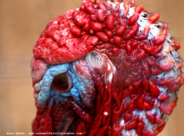 Turkey