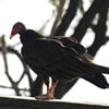Turkey Vulture