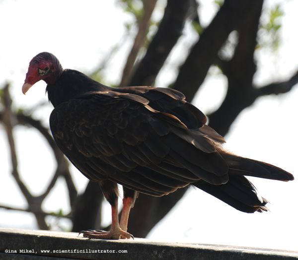 Turkey Vulture