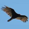 Turkey Vulture