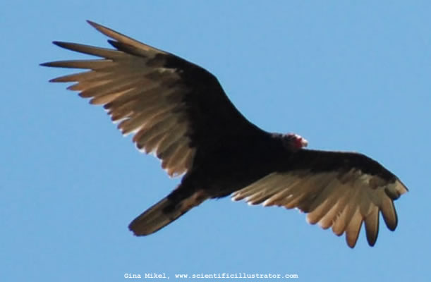 Turkey Vulture
