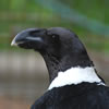White-Necked Raven