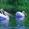 White Pelicans