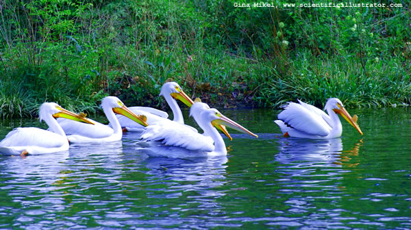 White Pelican