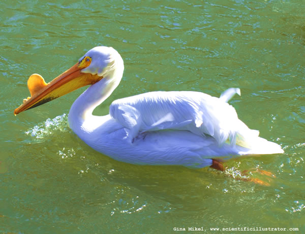 White Pelican
