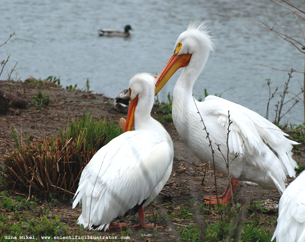 White Pelican