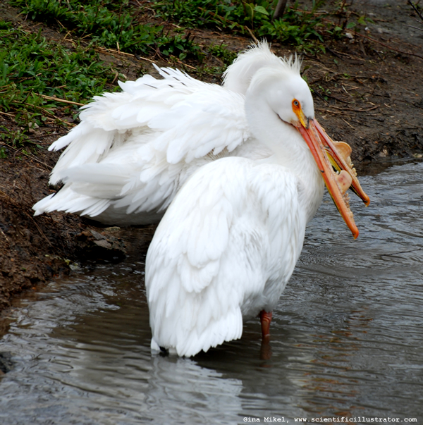White Pelican