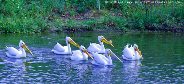 White Pelican