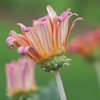 African Daisy