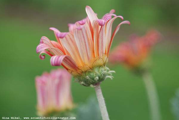 African Daisies