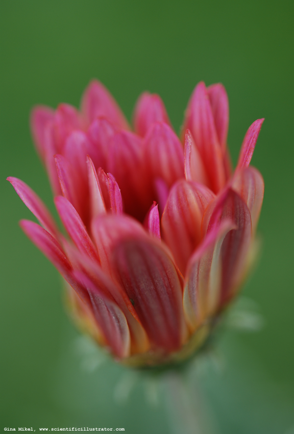 African Daisies