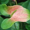 Anthurium