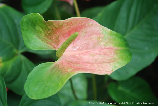 Anthurium