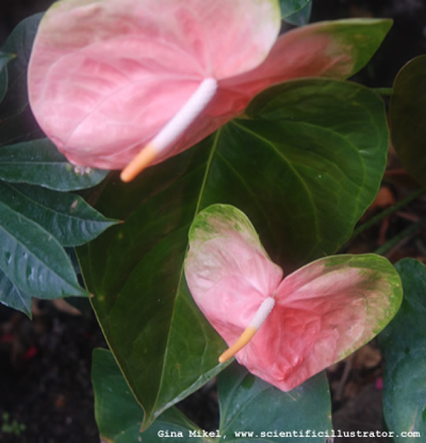 Anthurium