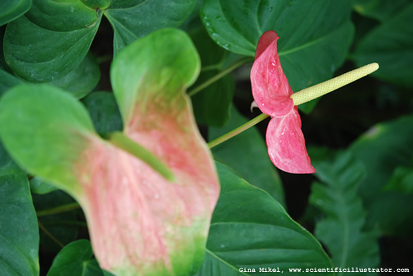Anthurium