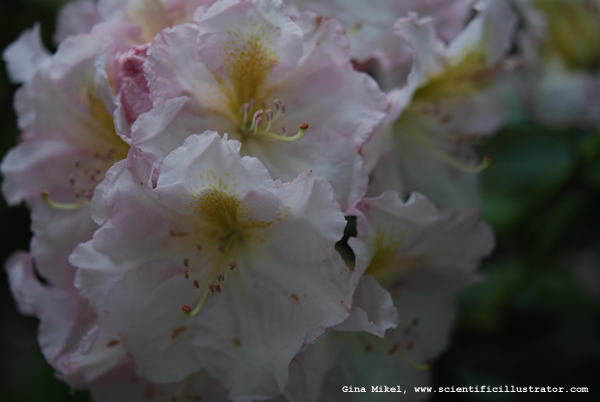 Azaleas