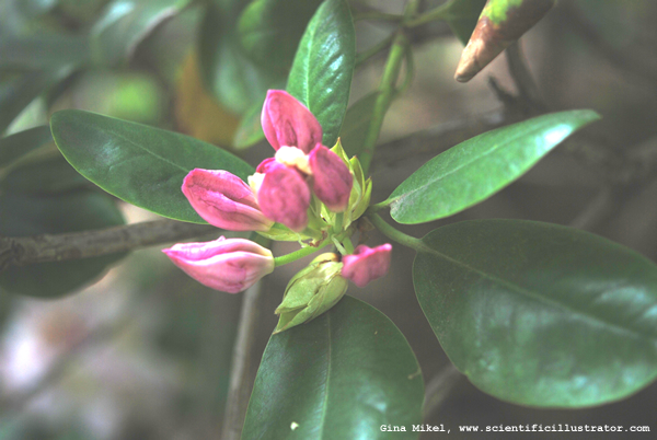 Azaleas