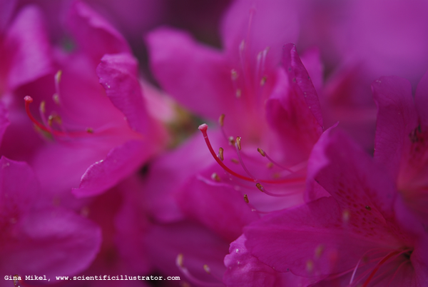 Azaleas