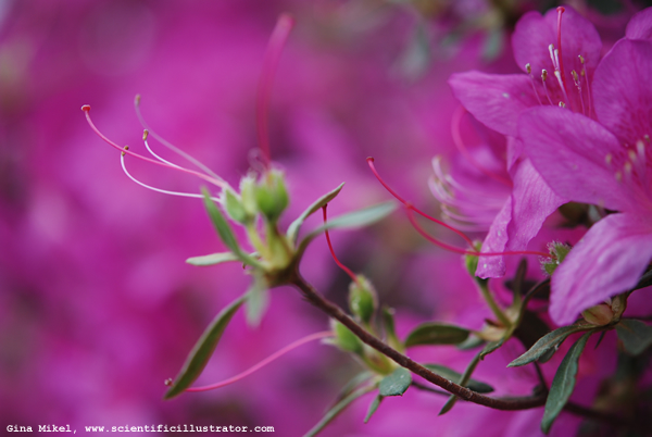 Azaleas