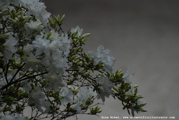 Azaleas