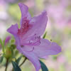 Azalea