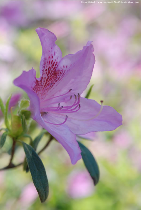Azaleas