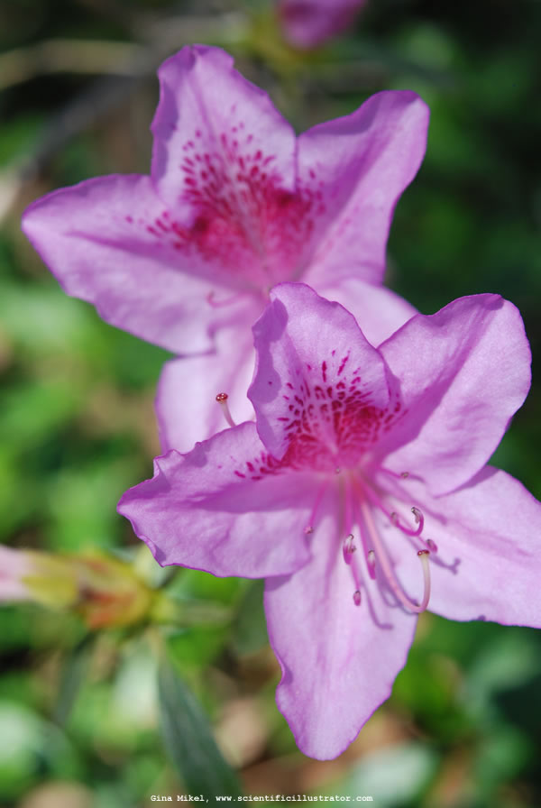 Azaleas