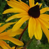 Black-Eyed Susan