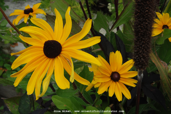 Black-Eyed Susan